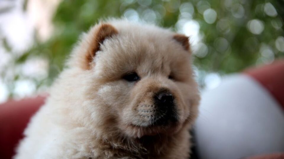 Otomobil bagajında 'Çin aslanı' bulundu!