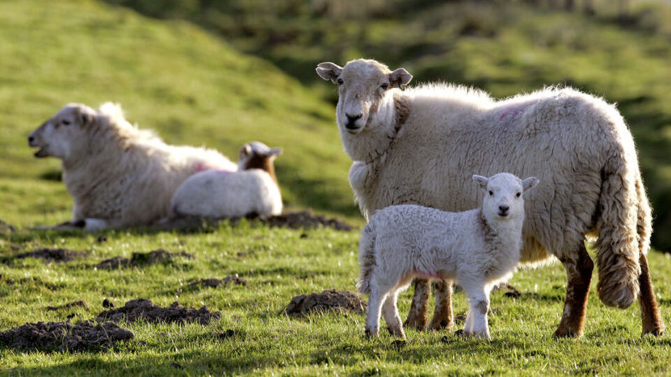 Koyunlar insan yüzlerini tanıyor!
