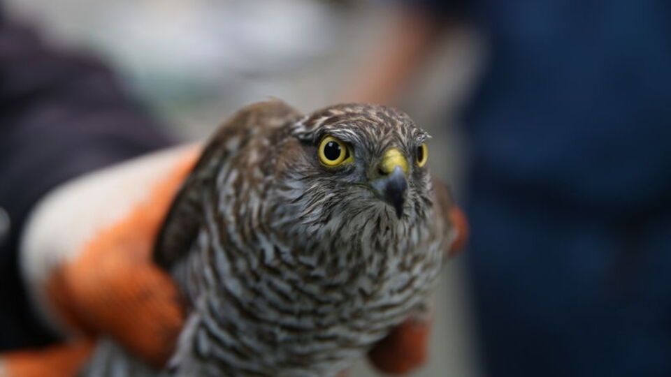 Kelepçelenen yavru atmaca özgürlüğüne kavuştu