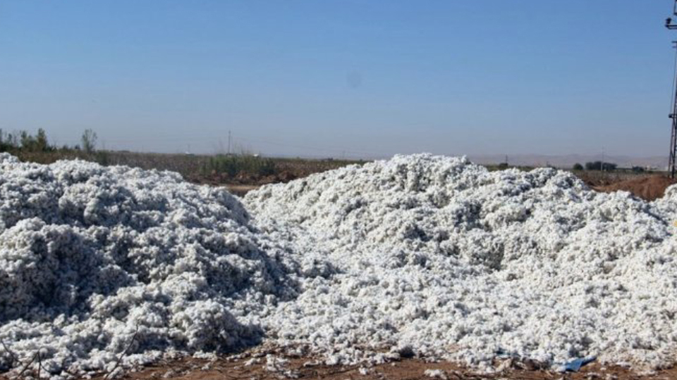 Şanlıurfa'da bir şok daha! Kayıp çocuğun cesedi pamuk tarlasından çıktı!