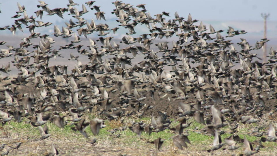 Sığırcık kuşlarının görsel şöleni!