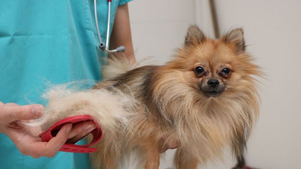 Mevsime bağlı tüy dökülmelerini bu yollarla ayırt edebilirsiniz!