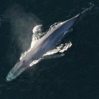 UNICEF'ten ebeveynlere tavsiyeler! Çocuklarınızı intihar oyunu Mavi Balina'dan nasıl korursunuz?