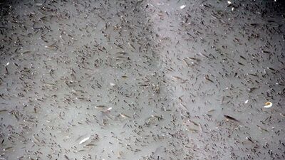 Adana'da ürküten görüntü!