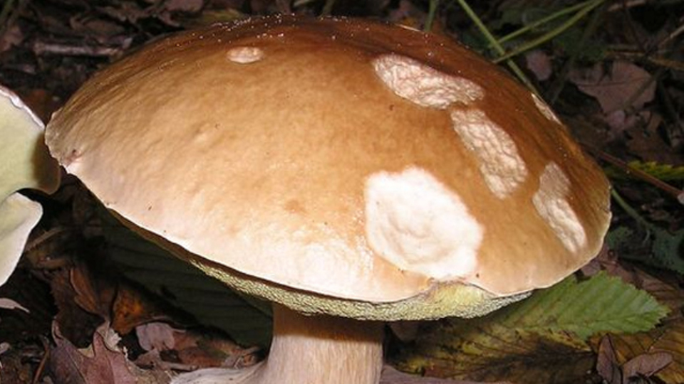 Yaşlanmayı geciktiren mantar! Ülkemizde yaygın olarak yetişiyor
