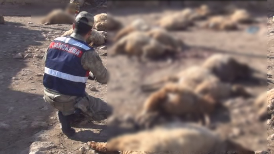 Pamuk bu kez koyunların sonu oldu