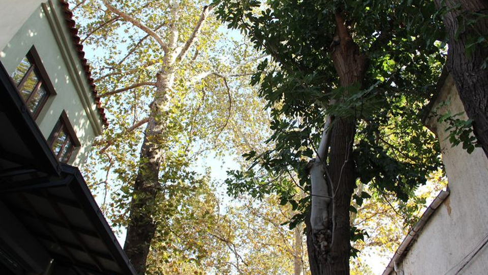 "Ocağıma incir ağacı diktin" atasözü gerçek oldu!