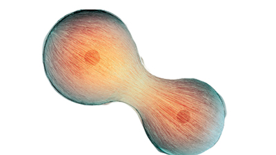 Gençliğin sırrı artık çözüldü! Yaşlanan hücreleri gençleştirmenin yolunu buldular!