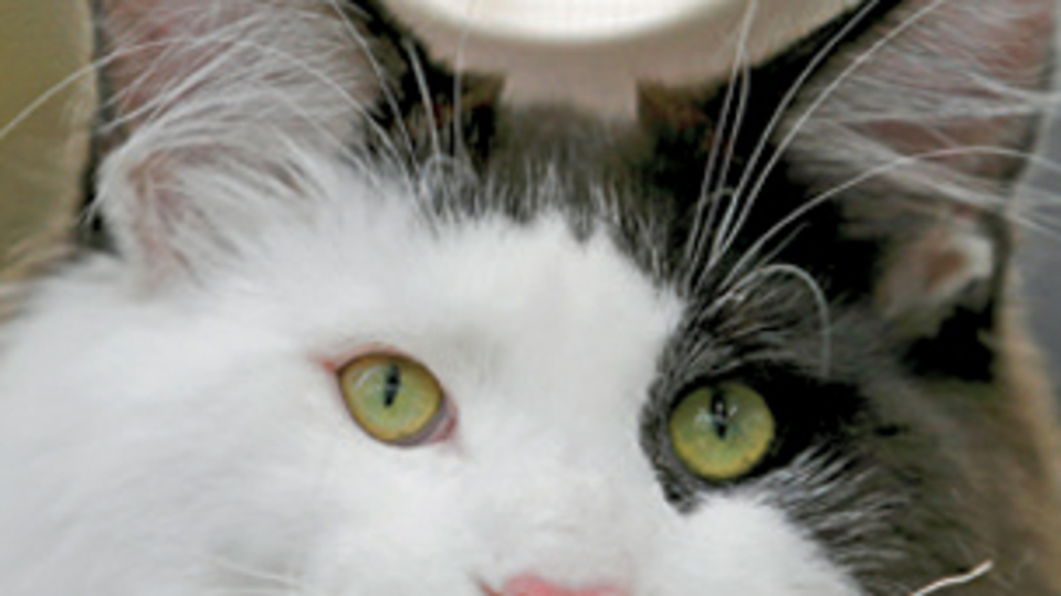 İngiliz polisi "seri kedi katili" peşinde