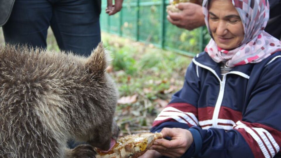 Yavru ayıları ballı ekmekle besliyor