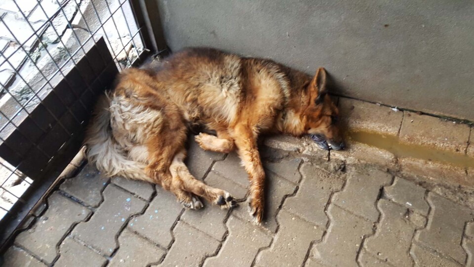 Vahşet! 3 köpeğin ölümüne neden oldular