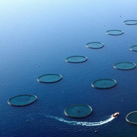 Büyük balık küçük balığı 'satın aldı'