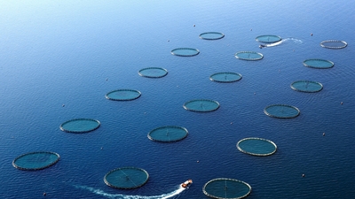 Büyük balık küçük balığı 'satın aldı'
