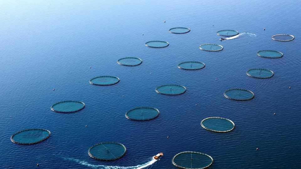Büyük balık küçük balığı 'satın aldı'