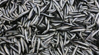 "Hamsi" zirveyi kaptırmıyor