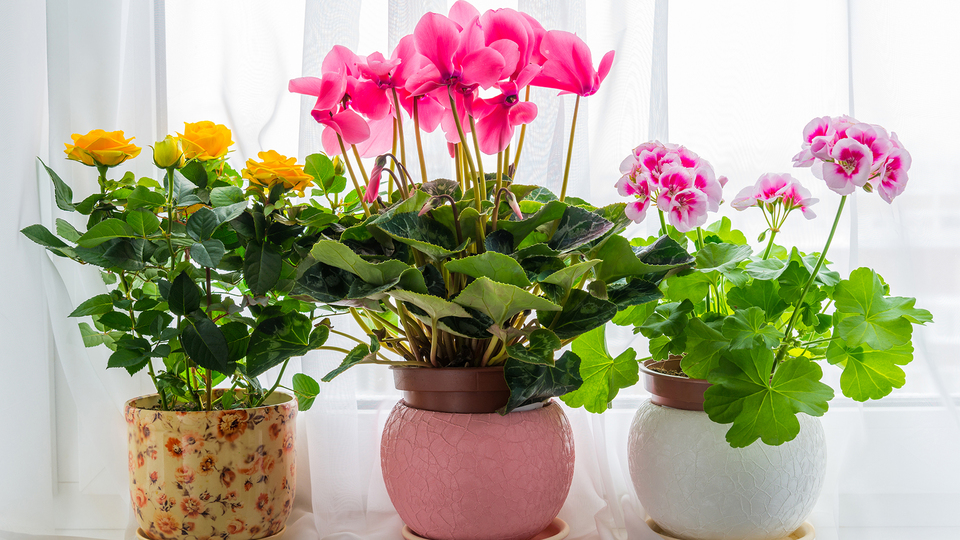 Soğuk havalarda çiçek bakımında dikkat edilmesi gerekenler