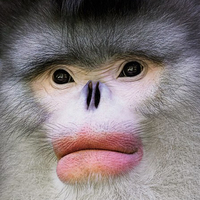 Türünün son örneklerini fotoğrafladı