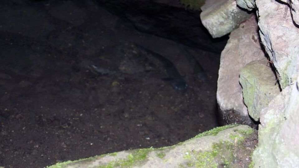 Giresun'da '3 balık' efsanesi