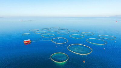 Türk kültür balıkçılığı ihracatı 800 milyon doları aştı