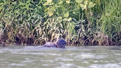 Dicle Nehri'nde 3 su samuru görüntülendi