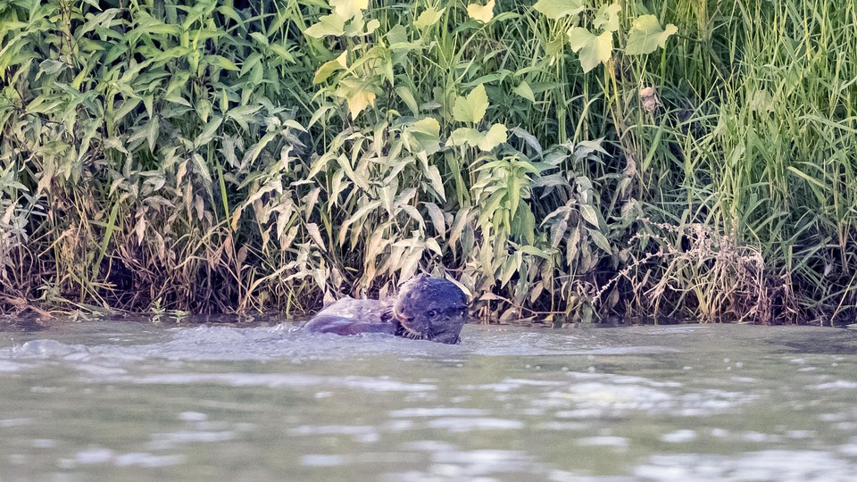 Dicle Nehri'nde 3 su samuru görüntülendi