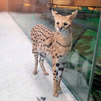 AVM’de vahşi hayvan sergisine tepki