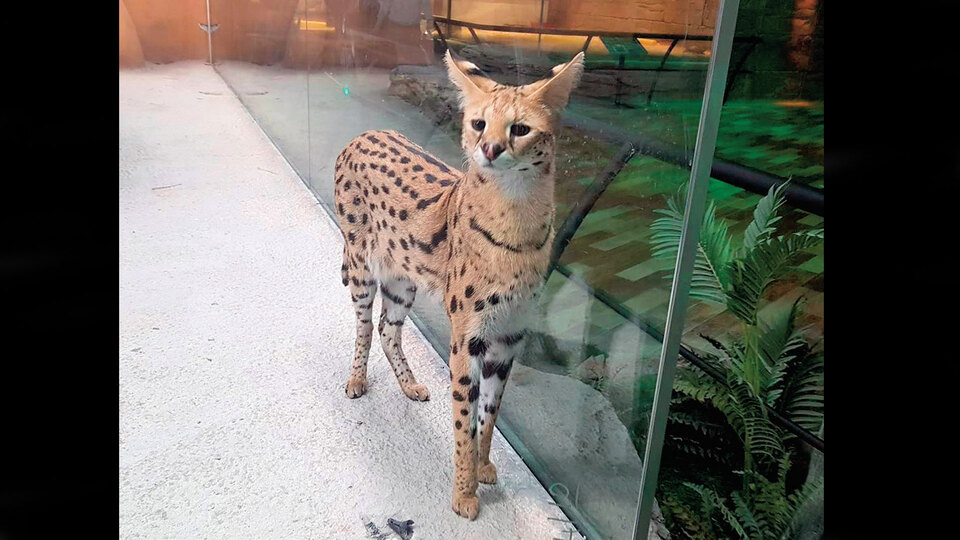 AVM'de vahşi hayvan sergisine tepki