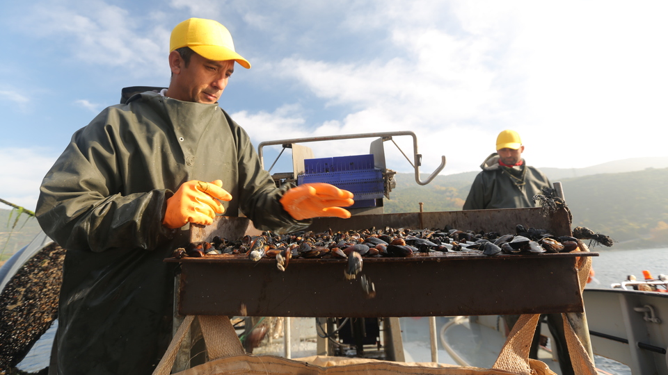 Yerli midye gemisi geliyor