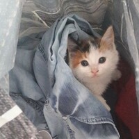 Sokakta bulunan yavru kedinin kalbi sağda çıktı