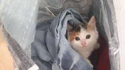 Sokakta bulunan yavru kedinin kalbi sağda çıktı