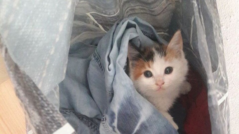 Sokakta bulunan yavru kedinin kalbi sağda çıktı