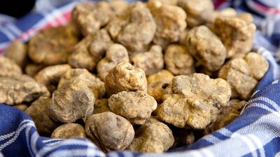 100 gramı 2500 TL olan 'Mutfağın elması' beyaz trüf mantarı