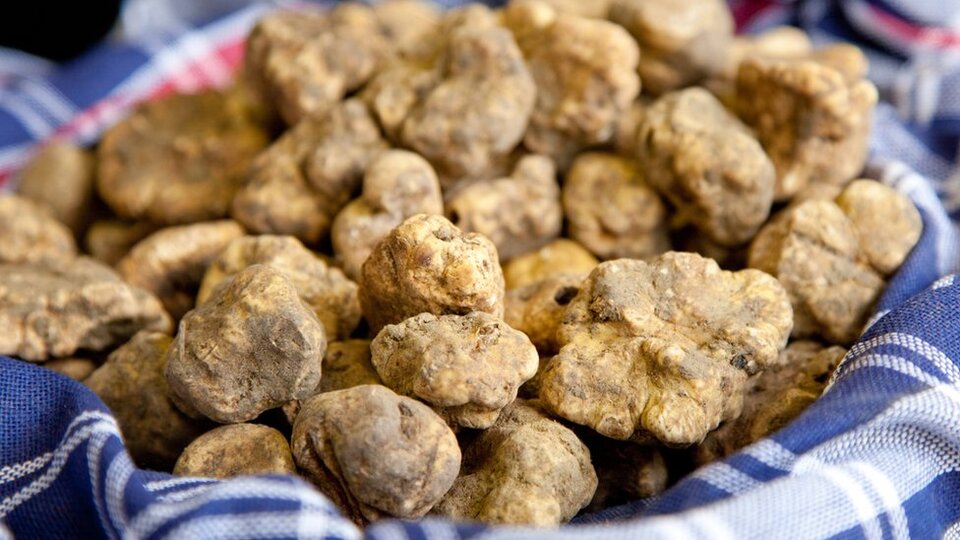 100 gramı 2500 TL olan 'Mutfağın elması' beyaz trüf mantarı