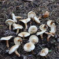 Türkiye'de yeni mantar türü bulundu