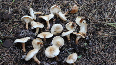 Türkiye'de yeni mantar türü bulundu