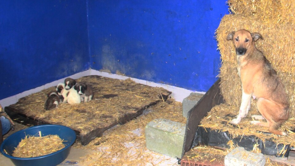 Emekli öğretmen ölmek üzere olan anne ve yavru köpekleri kurtardı
