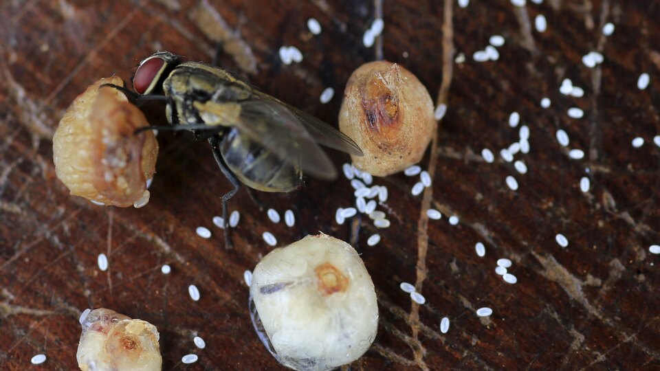 Bir karasinekte 351 tür bakteri var!