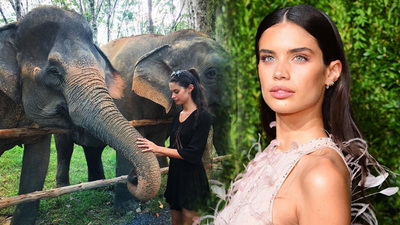 'Lütfen bu güzel fillere zarar vermeyin'