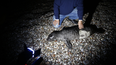Ağa takılan yavru Akdeniz foku öldü
