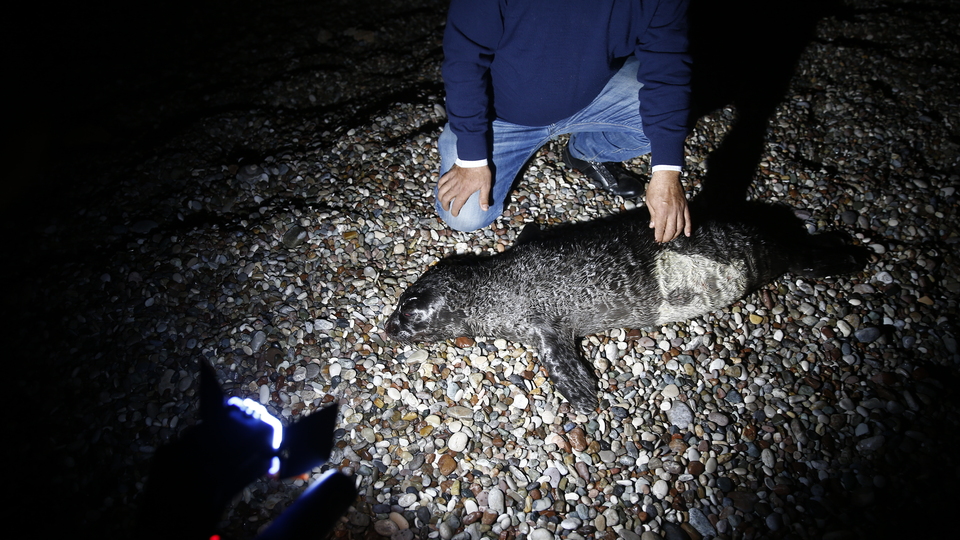 Ağa takılan yavru Akdeniz foku öldü