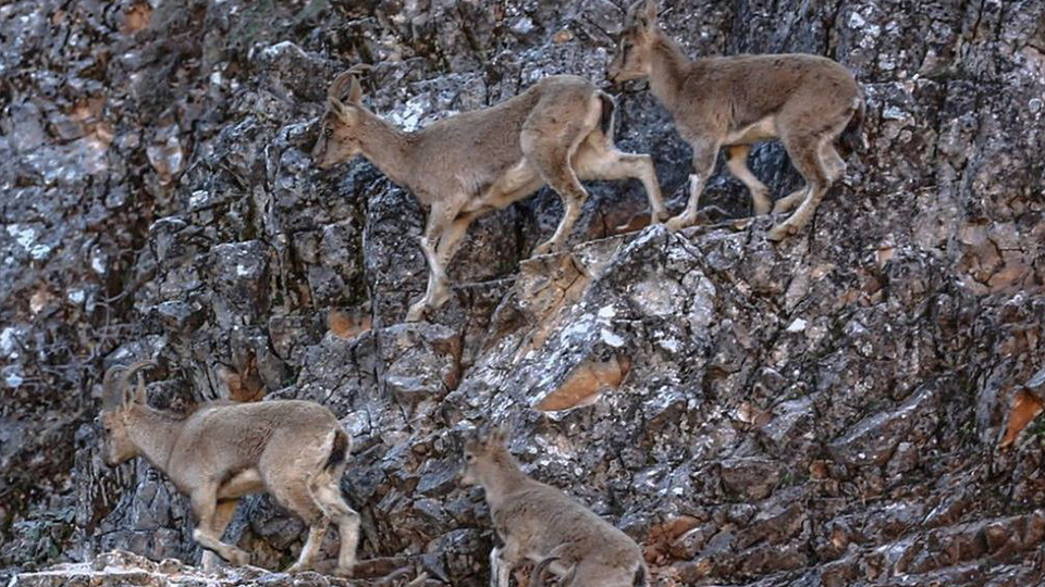 Dağ keçisi ölümleri Meclis gündeminde