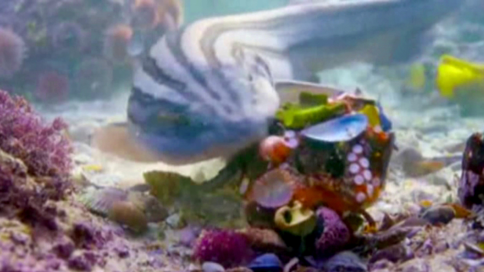 Ahtapot köpekbalığını böyle kandırdı!