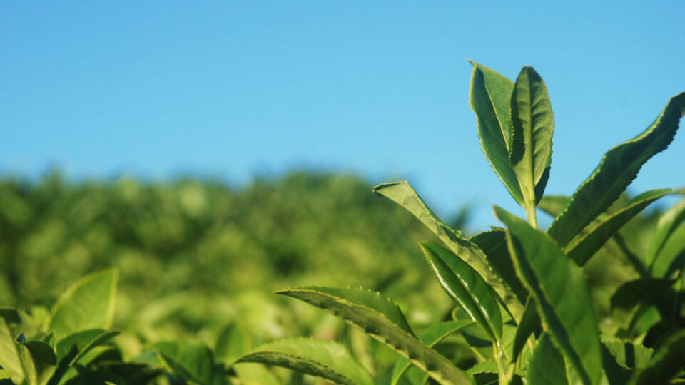 Doğu Karadeniz'de üretilip 100 ülkeye gönderiliyor