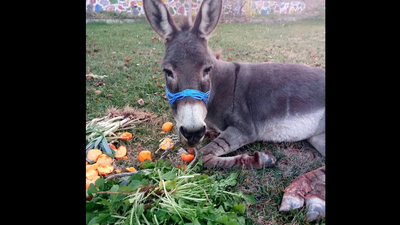 Yaralı eşek için seferberlik