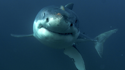 Kosta Rika'da köpekbalığı saldırısına uğrayan turist öldü!