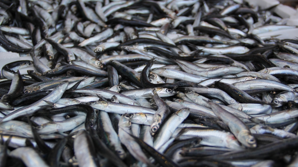 Hamsinin fiyatı 25 TL'ye çıkabilir