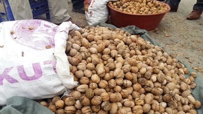 173 milyon dolarlık ceviz ithal ettik