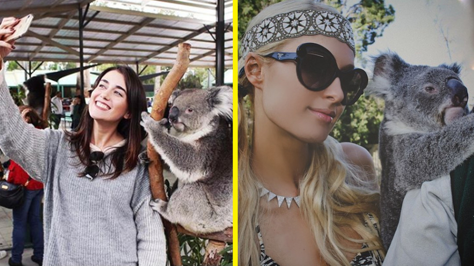"Koala selfie"lerine Instagram'dan uyarı