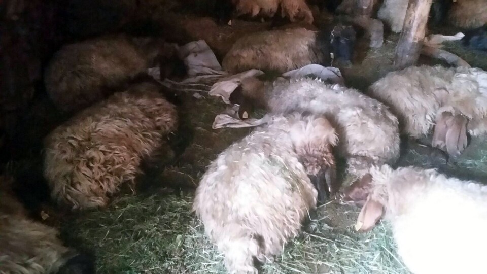 Bitlis'te 200 koyun zehirlenerek öldü