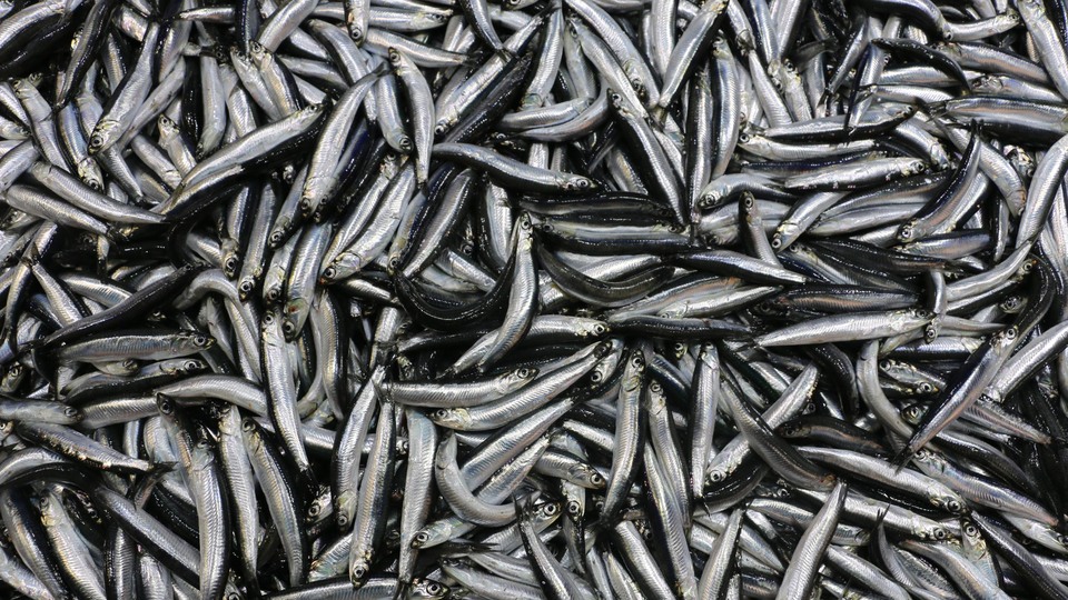 Hamsinin fiyatı 4 kat arttı